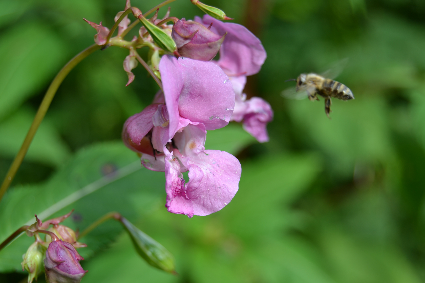 Die Biene & die Blume