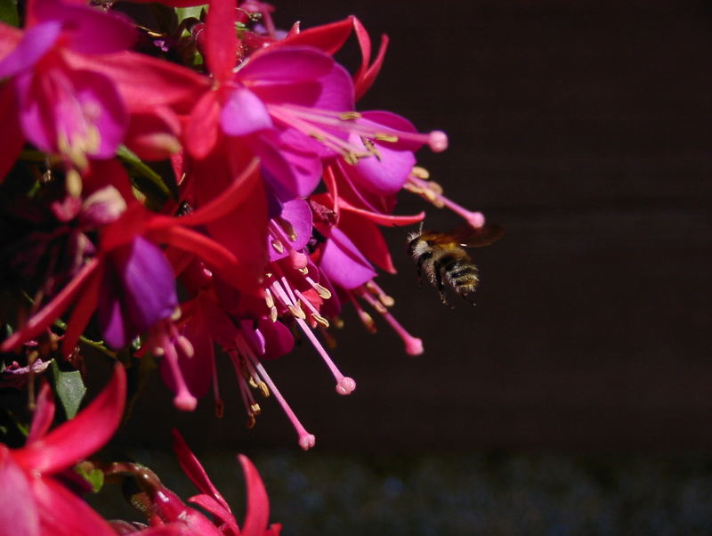 die Biene, ihr Hintern und die Blumen