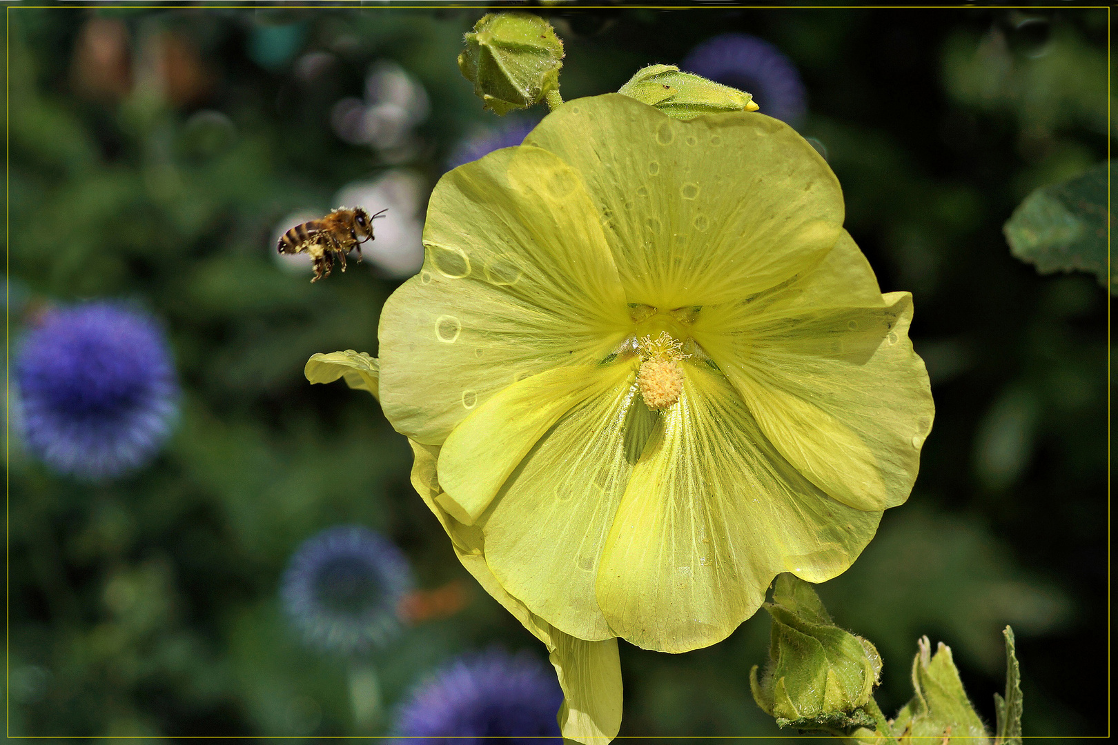 Die  Biene  im Anflug  zur  Blüte