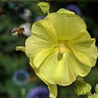 Die  Biene  im Anflug  zur  Blüte