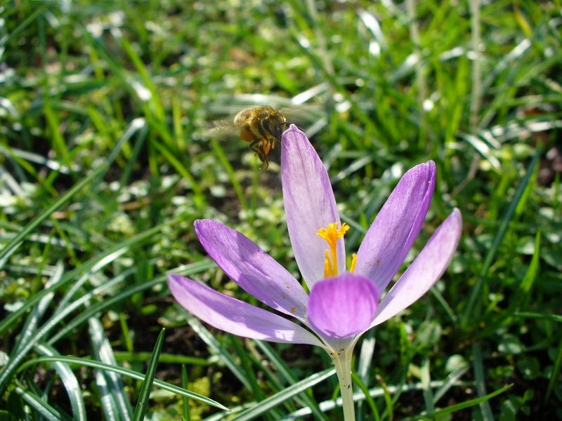 Die Biene im Frühling