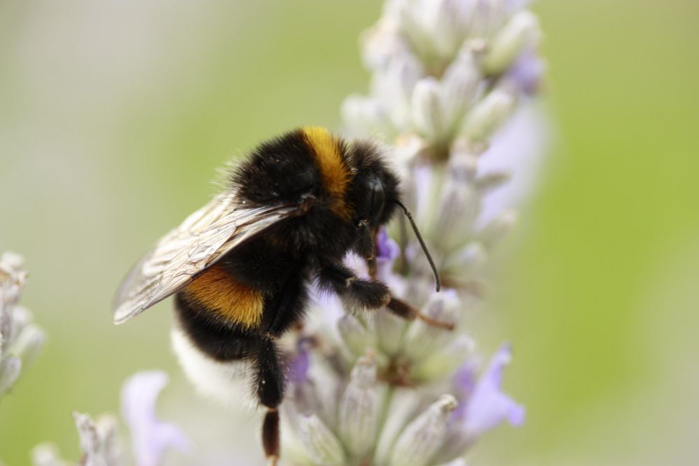 die Biene im Garten Foto & Bild tiere, natur Bilder auf