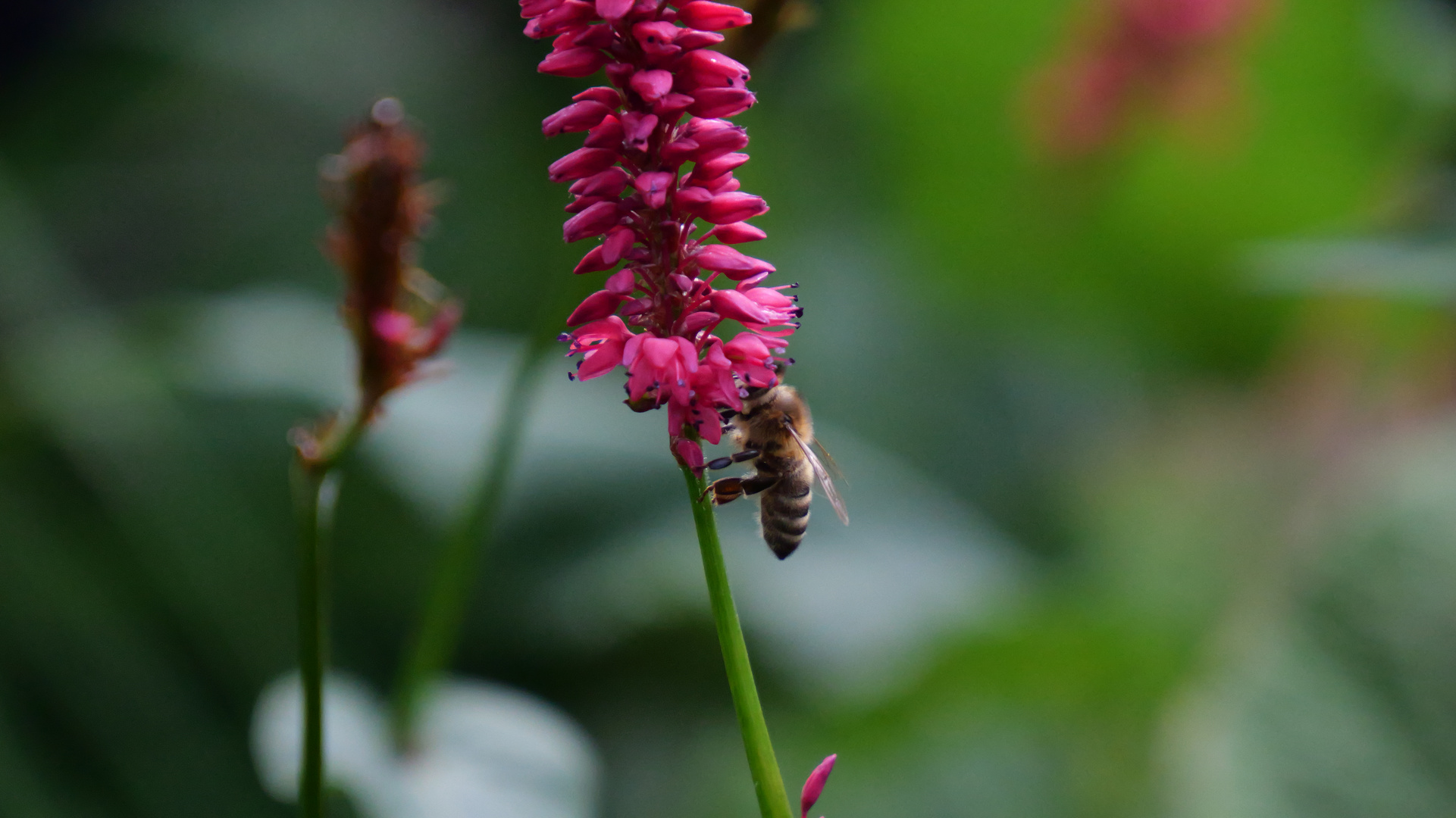 Die Biene im Garten 