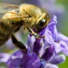 Die Biene im Lavendel