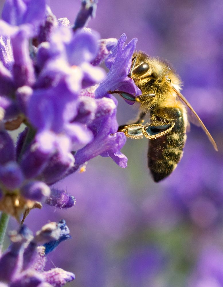 Die Biene im Lavendel zwo