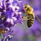 Die Biene im Lavendel zwo