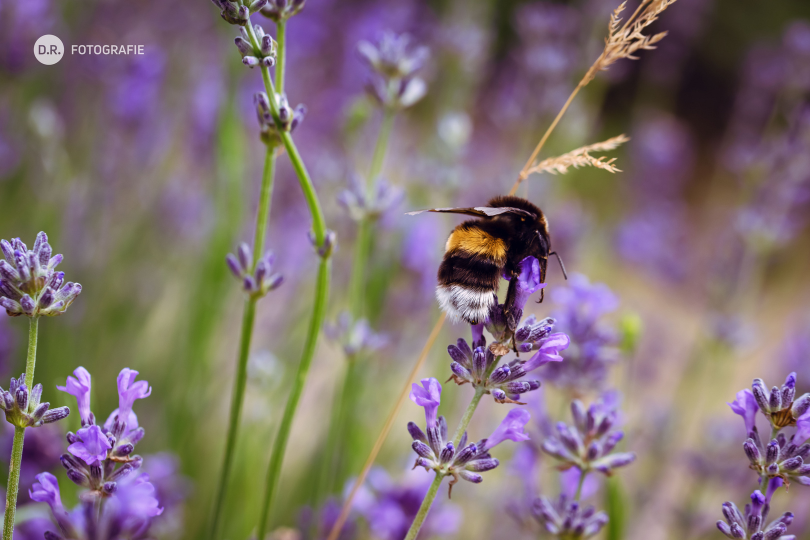 Die Biene im Lavendelfeld 