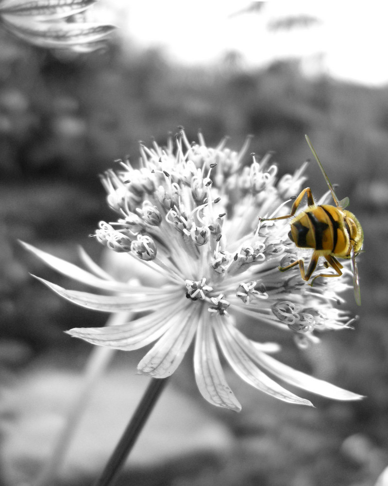Die Biene im schwarz-weißen Blumenmeer