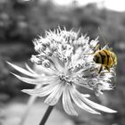 Die Biene im schwarz-weißen Blumenmeer