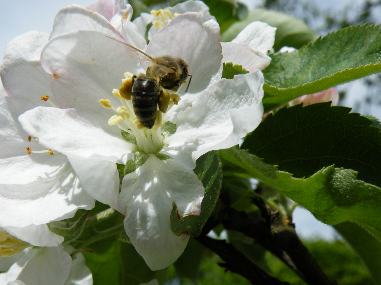 Die Biene in der Apfelblüte