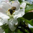 Die Biene in der Apfelblüte