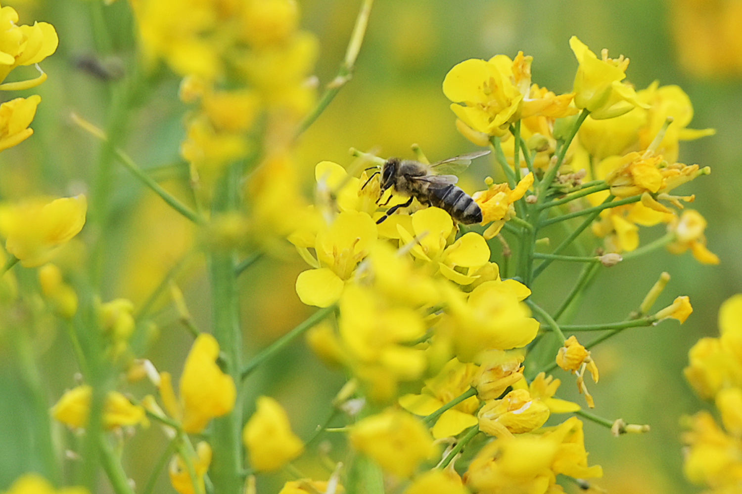 Die Biene - L'abeille