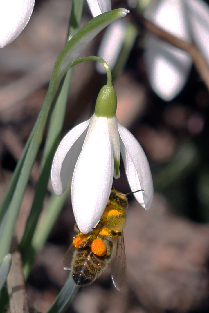 die Biene läutet auch den Frühling ein