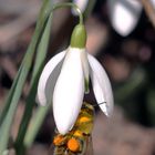 die Biene läutet auch den Frühling ein