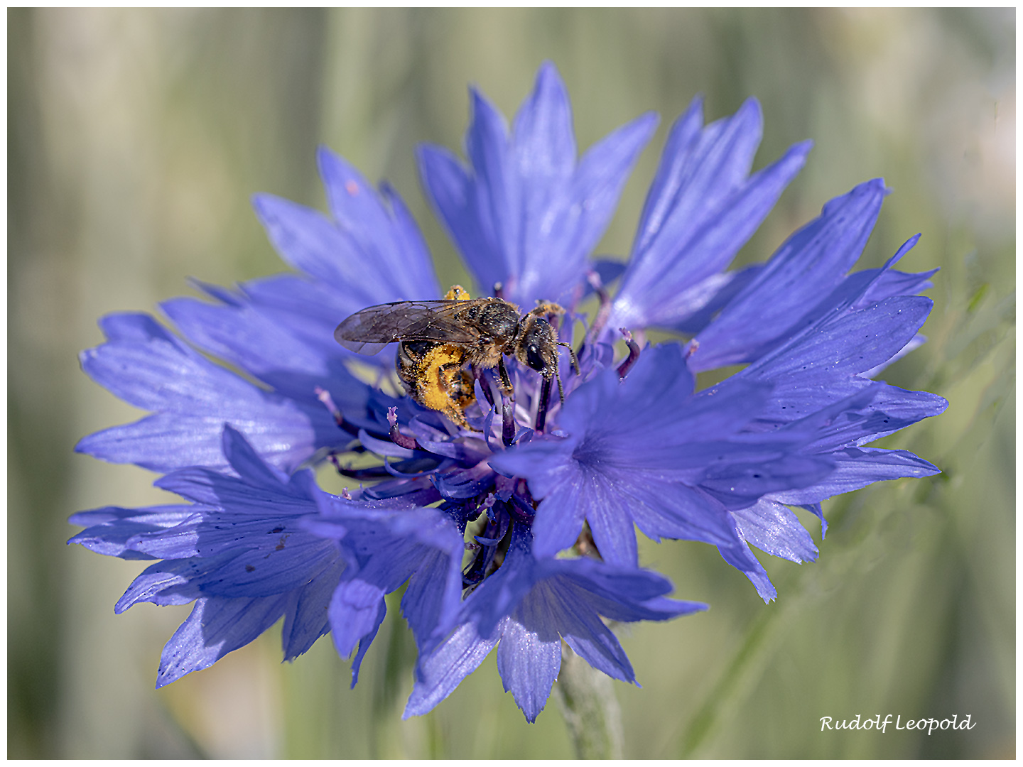 Die Biene sammelt in einer blauen Kornblume