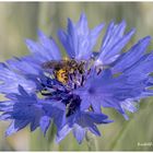 Die Biene sammelt in einer blauen Kornblume