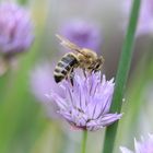 Die Biene tut sich an der Schnittlauchblüte gütlich