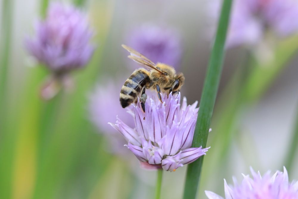 Die Biene tut sich an der Schnittlauchblüte gütlich