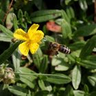 Die Biene und das Sonnenröschen