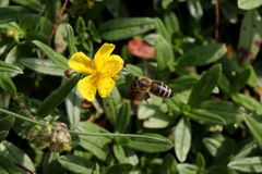 Die Biene und das Sonnenröschen