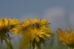 Die Biene und der Löwenzahn