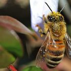 die Biene und der Pollenstaub