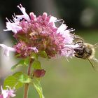 Die Biene und die Blüte