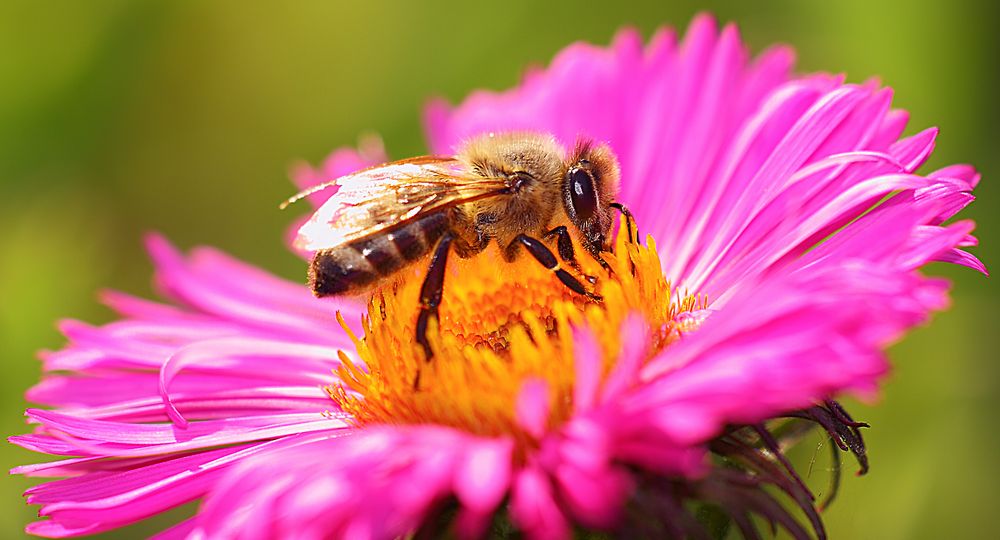 Die Biene und die Blumen Foto & Bild archiv, makrofoto, archiv 2011