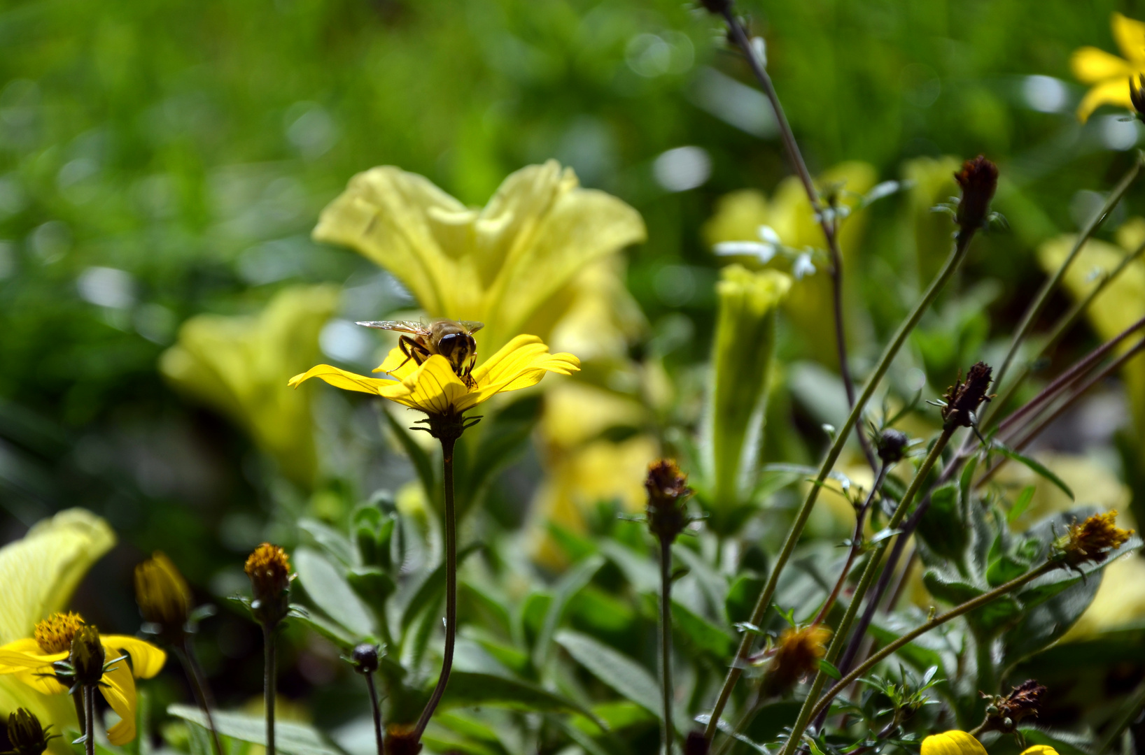 Die Biene und die letzten Sommerblumen