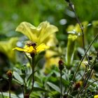 Die Biene und die letzten Sommerblumen