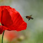 Die Biene und die Mohnblüte