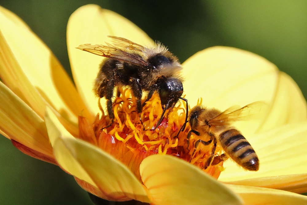 die Biene und die Unbekannte