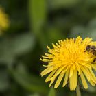 Die Biene und die Widerhaken