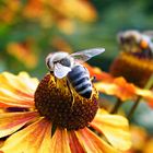 Die Biene wohnt im Westfalenpark