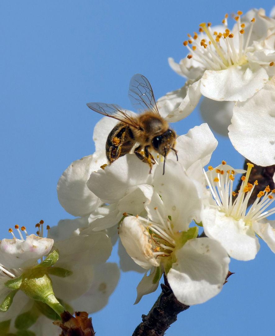 Die Bienen arbeiten schon fleißig!