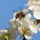 Die Bienen arbeiten schon fleißig!