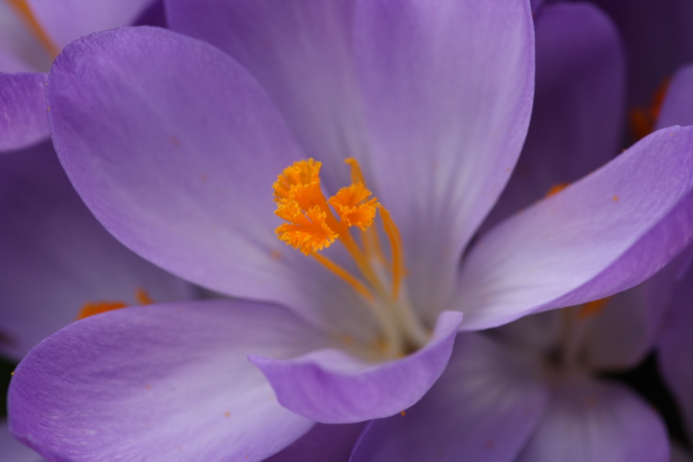 Die Bienen fehlen noch