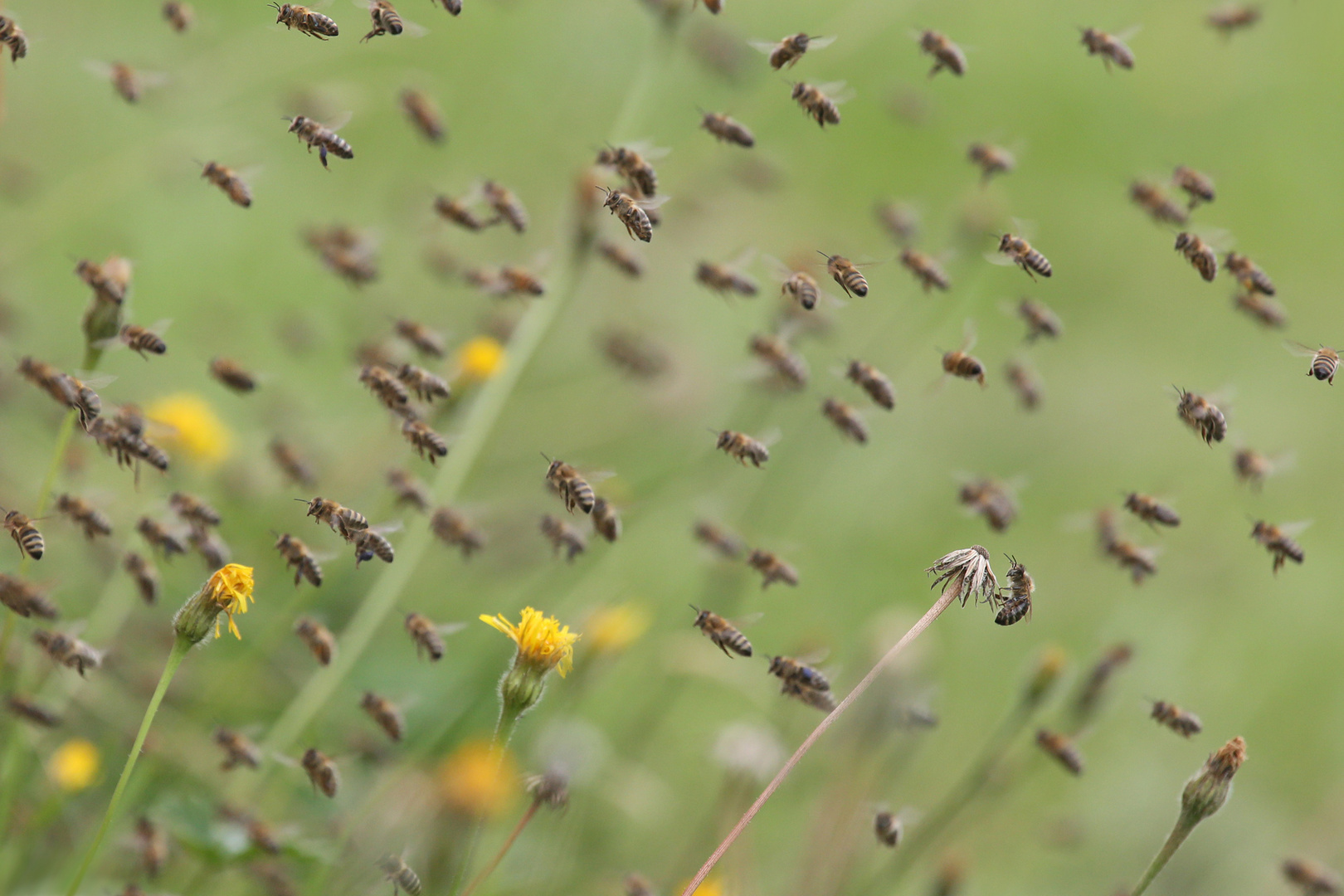 Die Bienen fliegen noch :-)