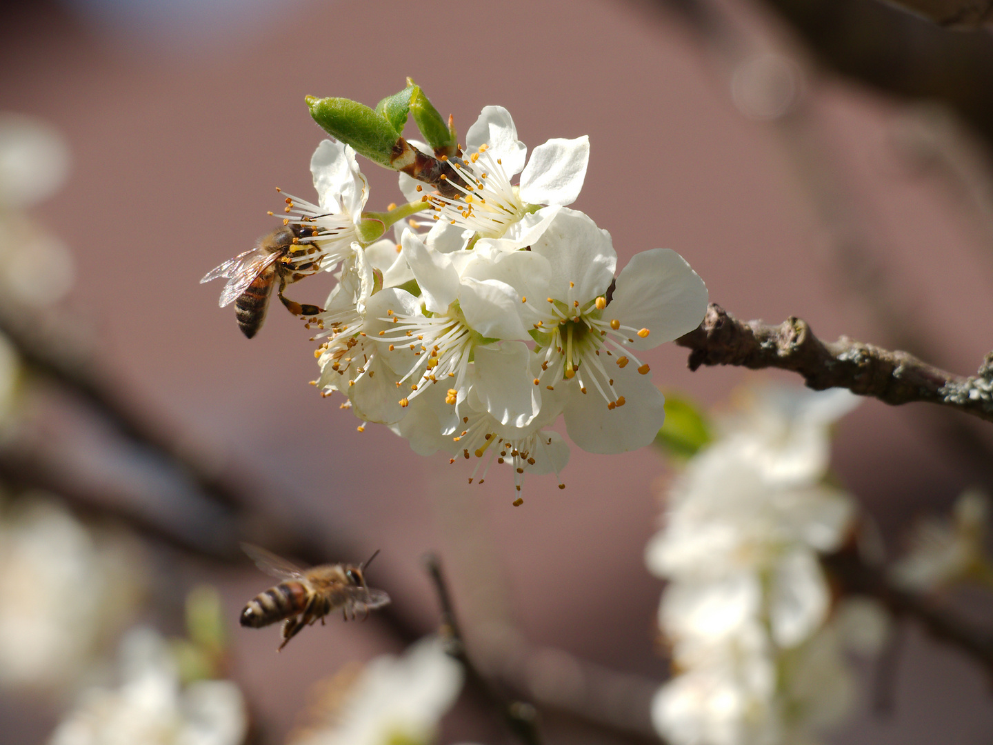 Die Bienen fliegen wieder