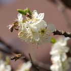 Die Bienen fliegen wieder