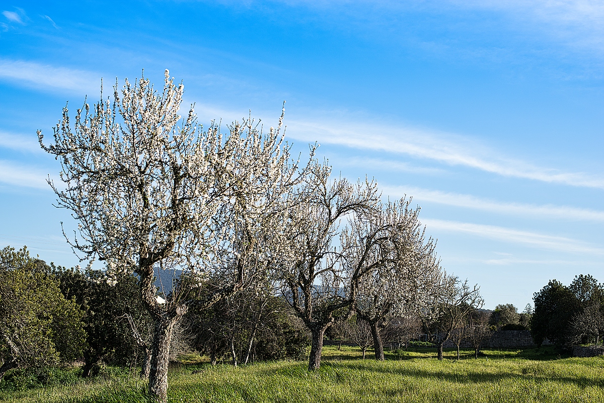 Die Bienen haben Stress