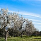 Die Bienen haben Stress