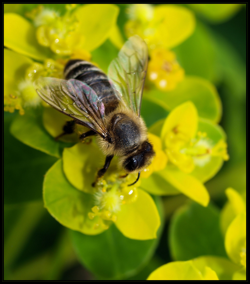 Die Bienen .... immer unterwegs...