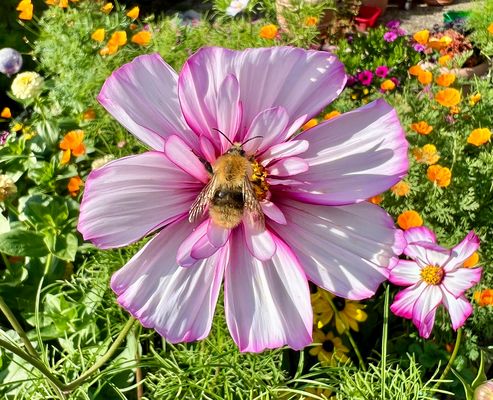 Die Bienen landen gerne auf der Cosmeen-Blüte