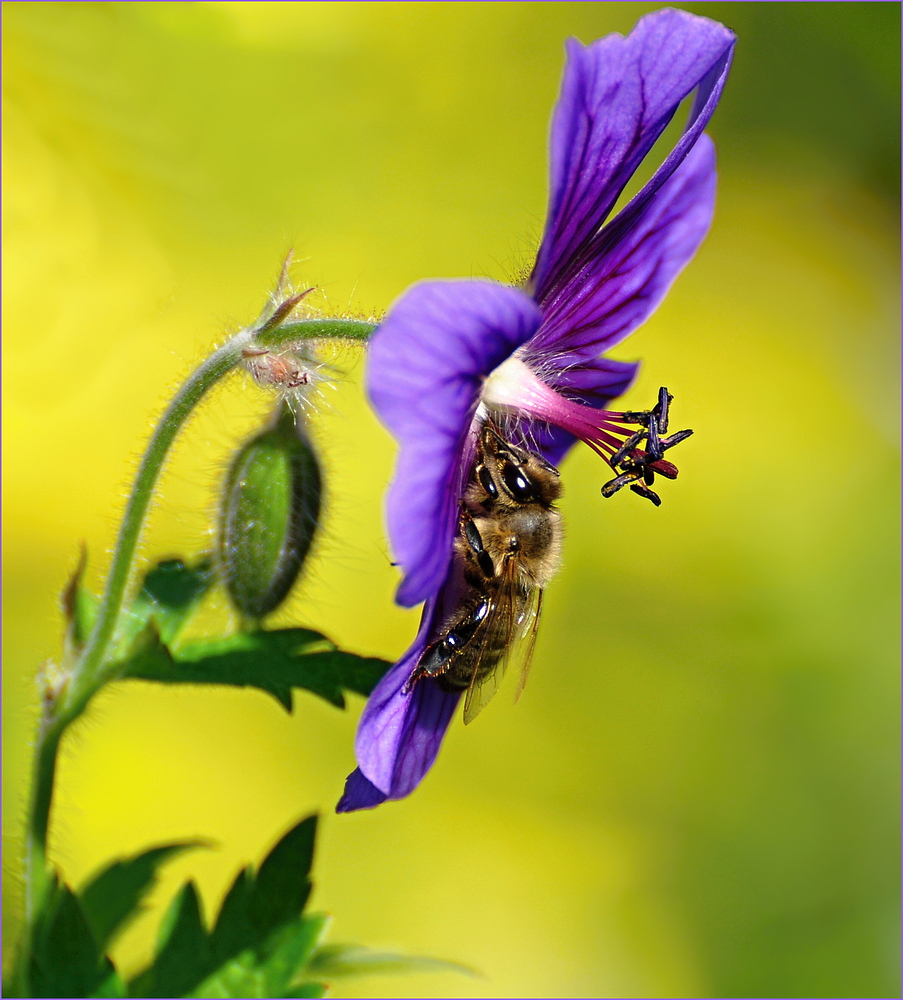 Die Bienen lieben ihn, den "Storchenschnabel"