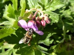 Die Bienen mögen diese Blüten...