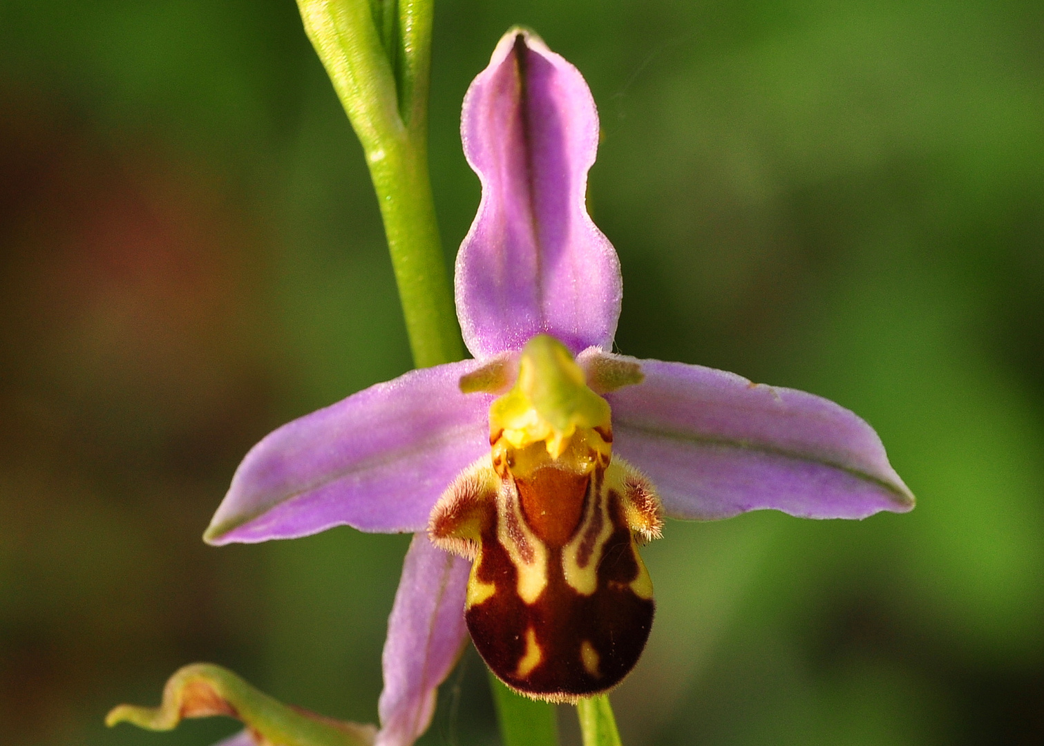 Die Bienen Ragwurz (Ophrys apifera)