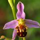 Orchideen Westfalens