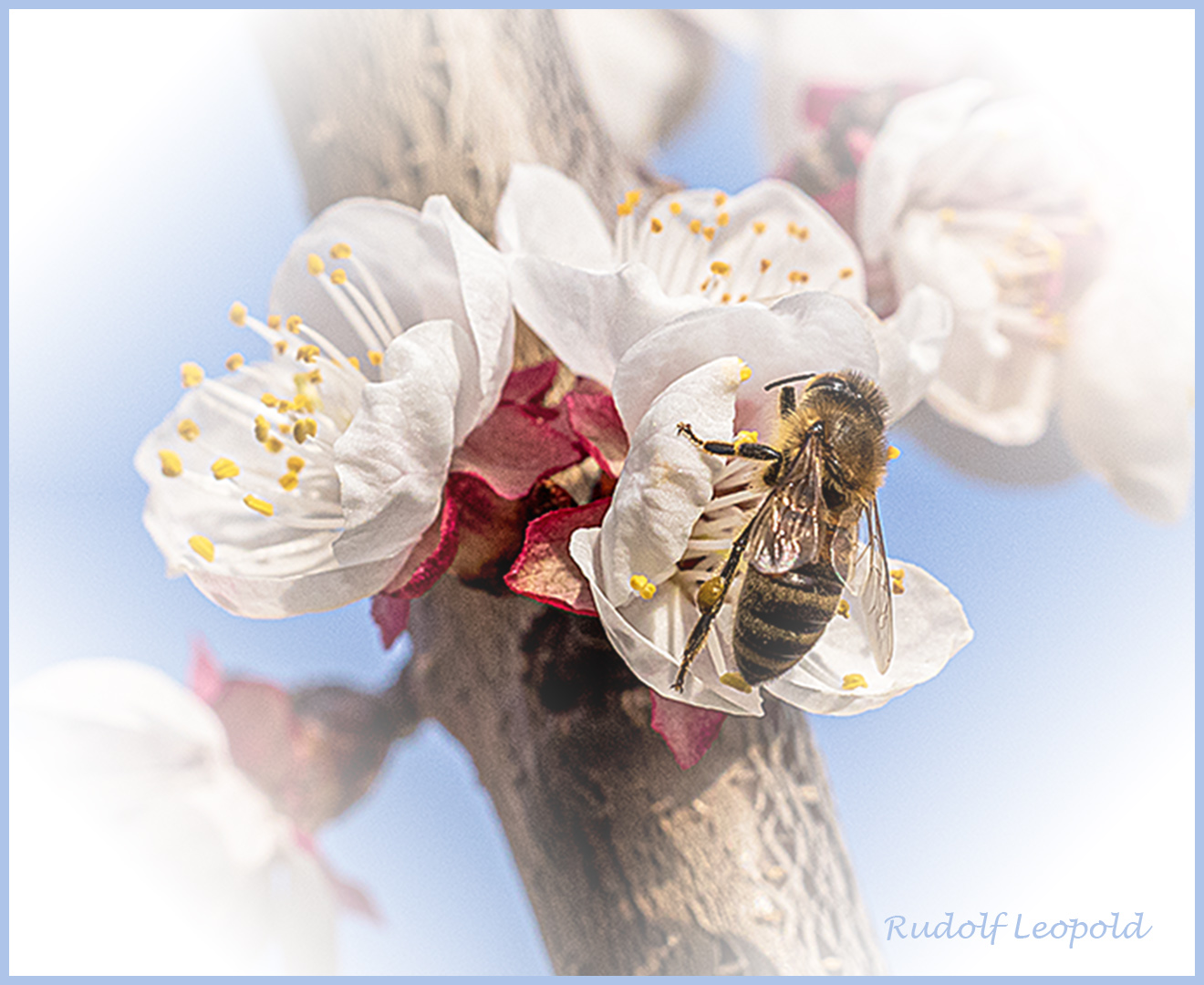 Die Bienen sind an diesem warmen Frühlingstag eifrig unterwegs