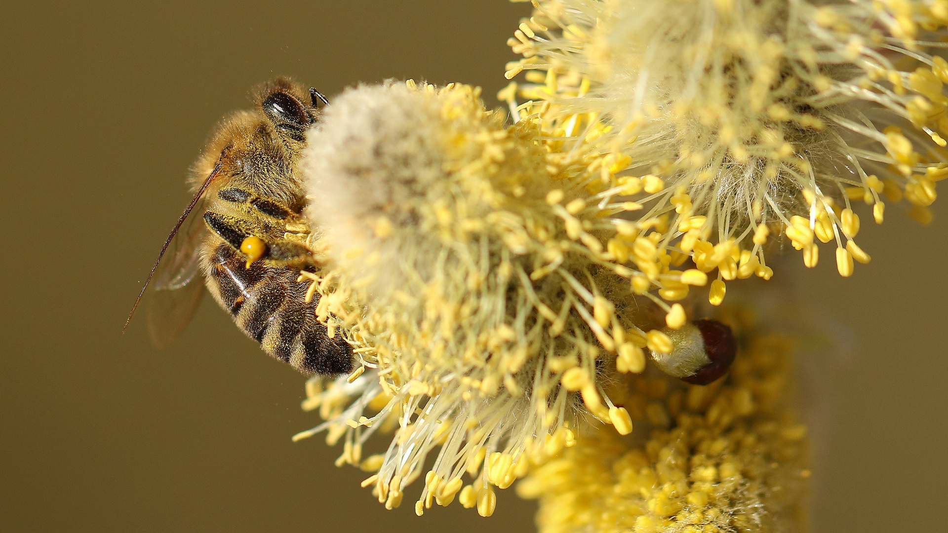 Die Bienen sind auch schon da.